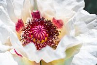Weißer orientalischer Mohn Royal Wedding