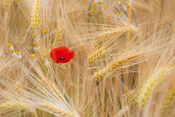 Loner in the field by Greet Thijs