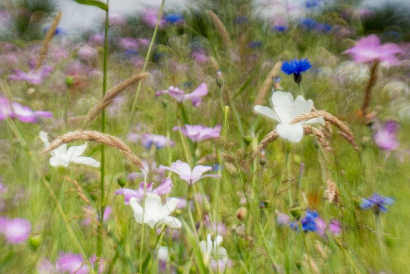 Bolderik &amp; korenbloem von Wolbert Erich