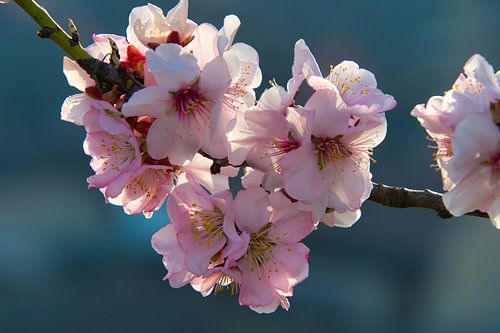 Amandelbloesem in de Elzas