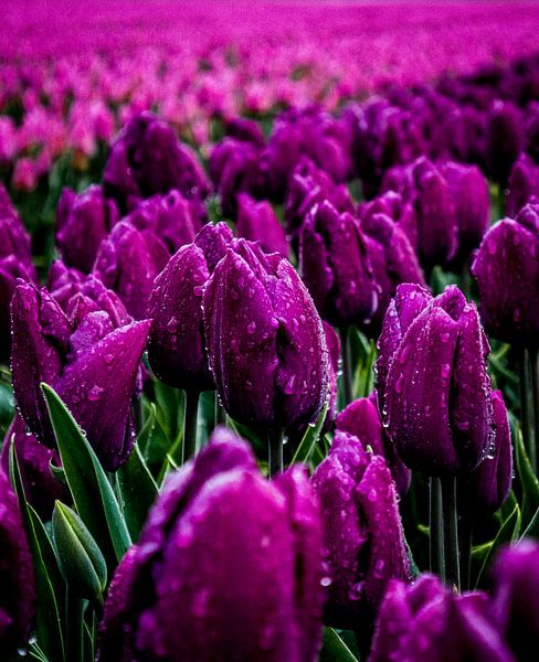 tulipes heureuses par snippephotography