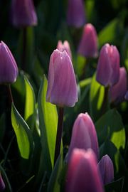 Bouchent la tulipe lilas sur Egon Zitter