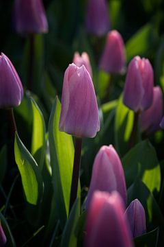 Close up lilac tulip by Egon Zitter