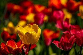 gelbe Tulpe von Dieter Walther