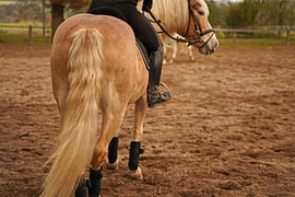 Photoshooting with light brown Haflinger with beige mane
