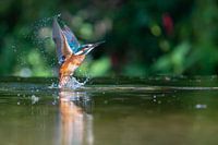 Kingfisher