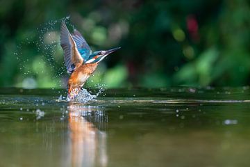 IJsvogel van Marjon Tigchelaar