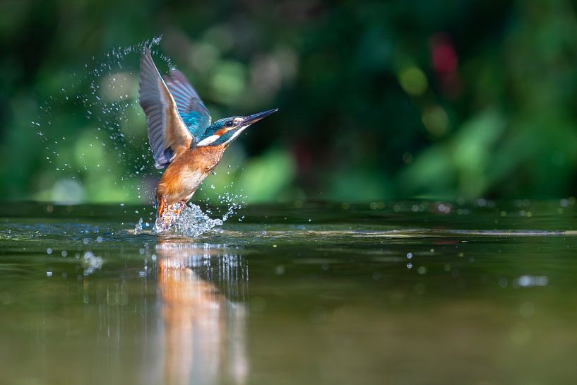 Kingfisher by Marjon Tigchelaar