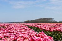 rosa Tulpen