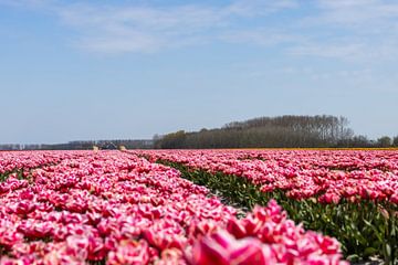 roze tulpen van Barry van Strien
