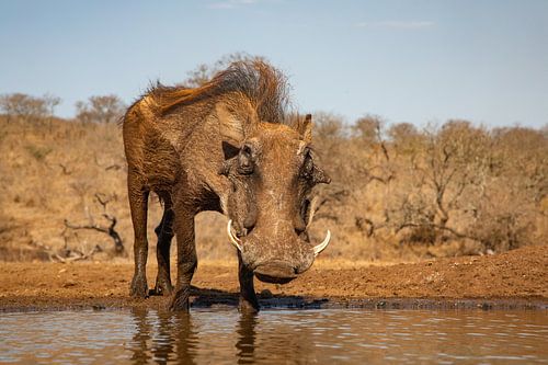 Stummes Schwein in der Froschperspektive