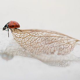 Coccinelle sur une vieille feuille sur Mds foto