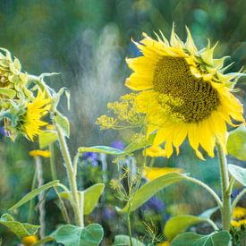 Sonnenblumen Gespräche von Jürgen Schmittdiel Photography