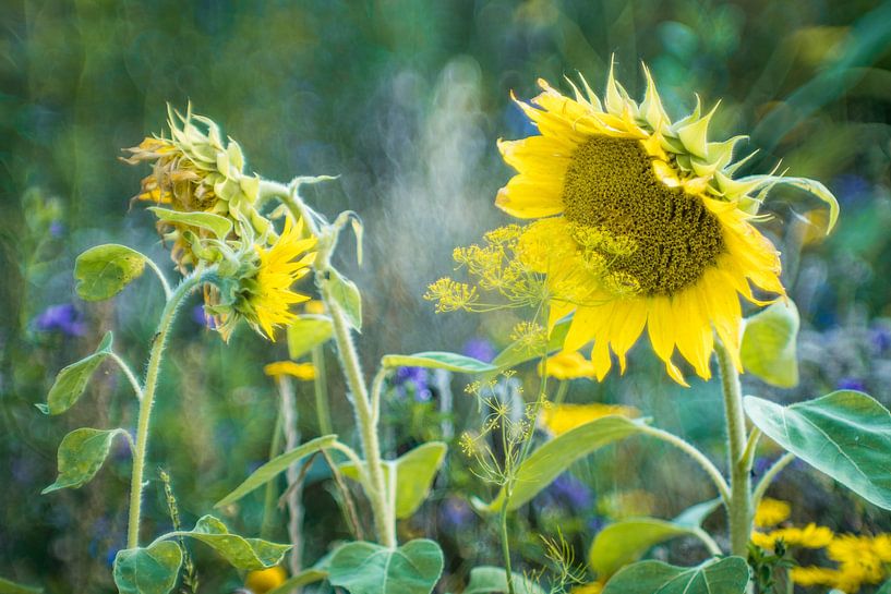 Sunflower conversations by Jürgen Schmittdiel Photography