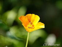 Gelbmohn