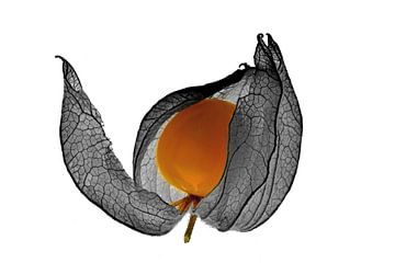 Cape gooseberry - Physalis by Ingo Laue