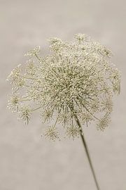 Bloemen. Schermbloemen. 5 van Alie Ekkelenkamp