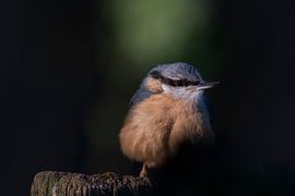 Nuthatch by Merijn Loch