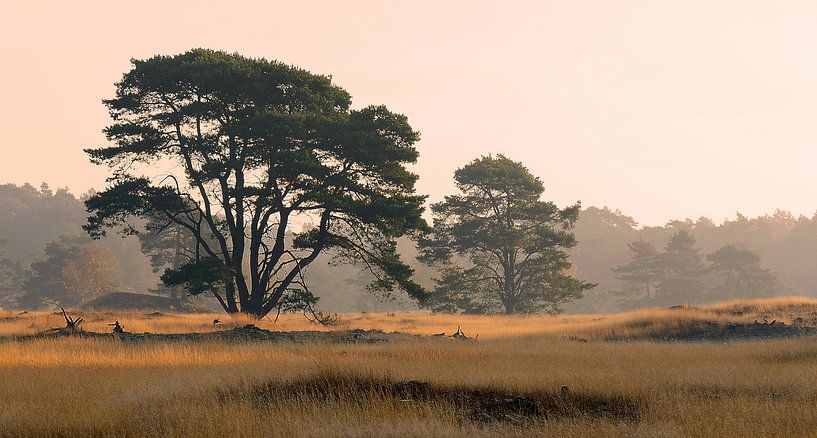 Veluwe par René Vos