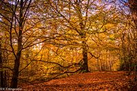 Autumn Shades
