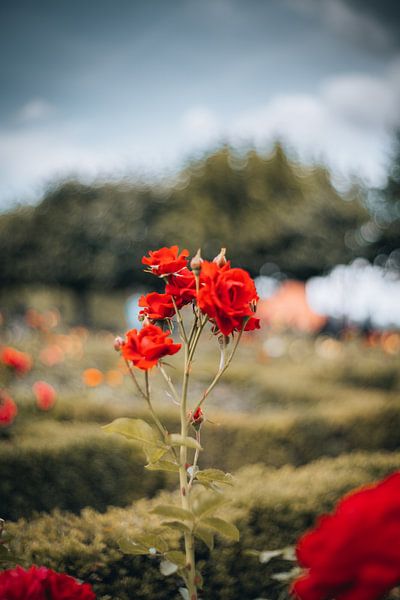 Roses en été par Jonas Lechner