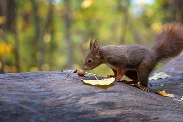 Eichhörnchen schnüffelt an Futter von Thomas Heitz