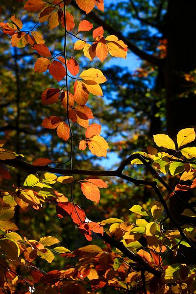 Buche von Thomas Jäger