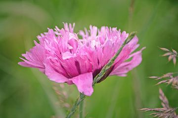 Papaver Roze van Marjan Kooistra