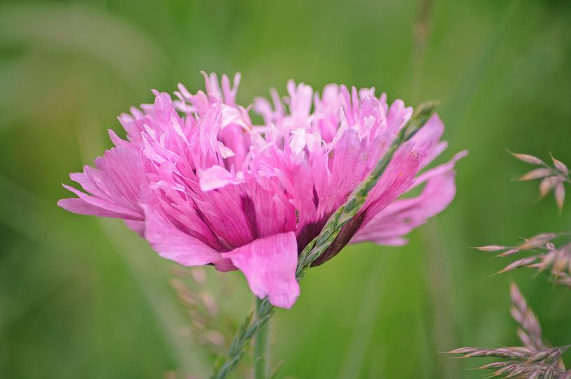 Papaver Roze by Marjan Kooistra