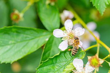 flowers, bees and many other small creatures by Matthias Korn