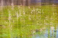 Stilstaand water met waterplanten van Peter de Kievith Fotografie thumbnail