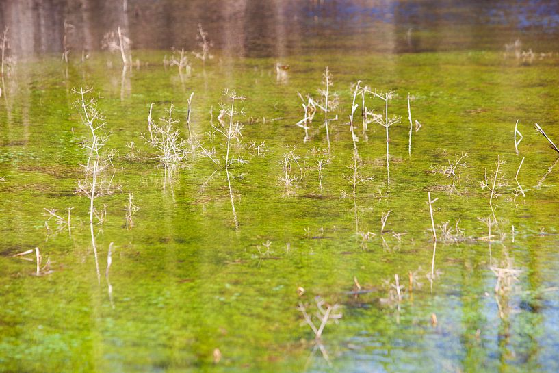Stilstaand water met waterplanten van Peter de Kievith Fotografie