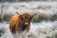Schotse Hooglander in een winterse omgeving