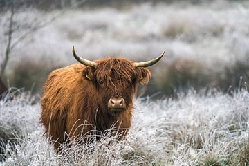 Schotse Hooglander in een winterse omgeving van Mark Damhuis
