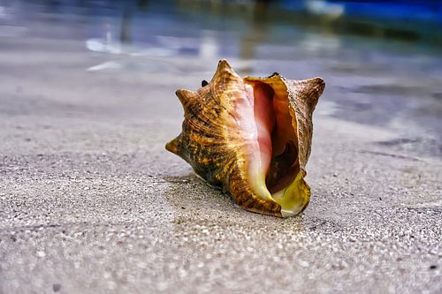 Een schelp op het strand in Mexico