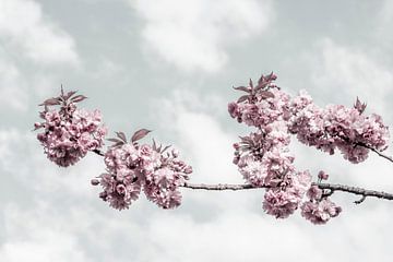 Branche de cerisier en fleur avec vue sur le ciel sur Melanie Viola