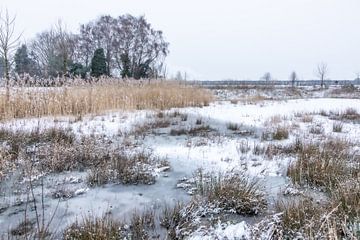 Winterdromen van Nicole Schmidt