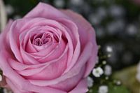 Pink Rose