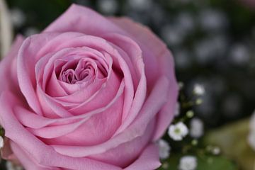 Roze Roos van Lizette de Jonge