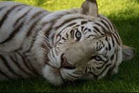 Tigre du Bengale
