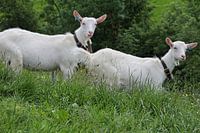 Zwei Appenzeller Ziegen