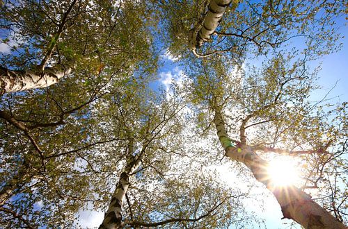 Spring in the birch grove