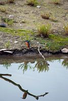 IJsvogel  met reflectie in het water