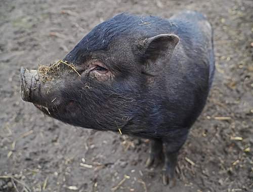 1 jaar oude minivarkens in de tuin