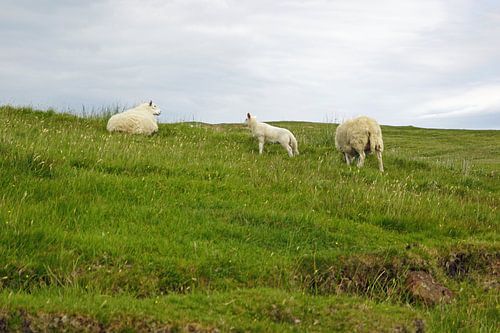 Schapen in Schotland