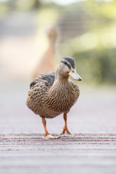 Duck portrait by Bas Leroy