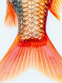 Fish by Hermann Mock
