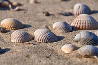 Zee schelpen op het strand