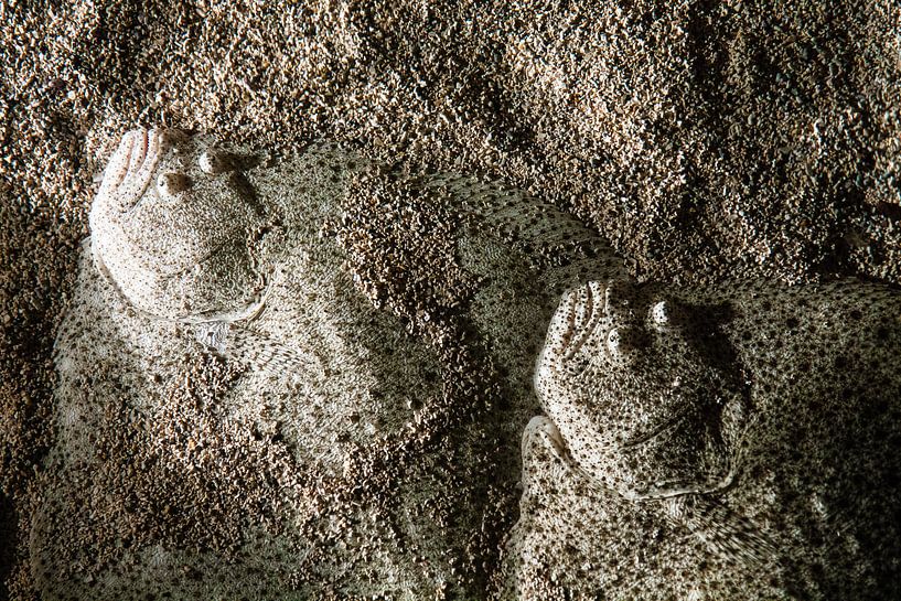 Camouflage fish by Steve Van Hoyweghen