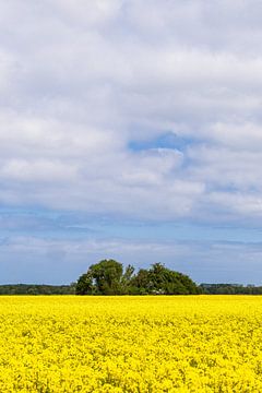 Bloeiend koolzaadveld en bomen bij Purkshof in de lente